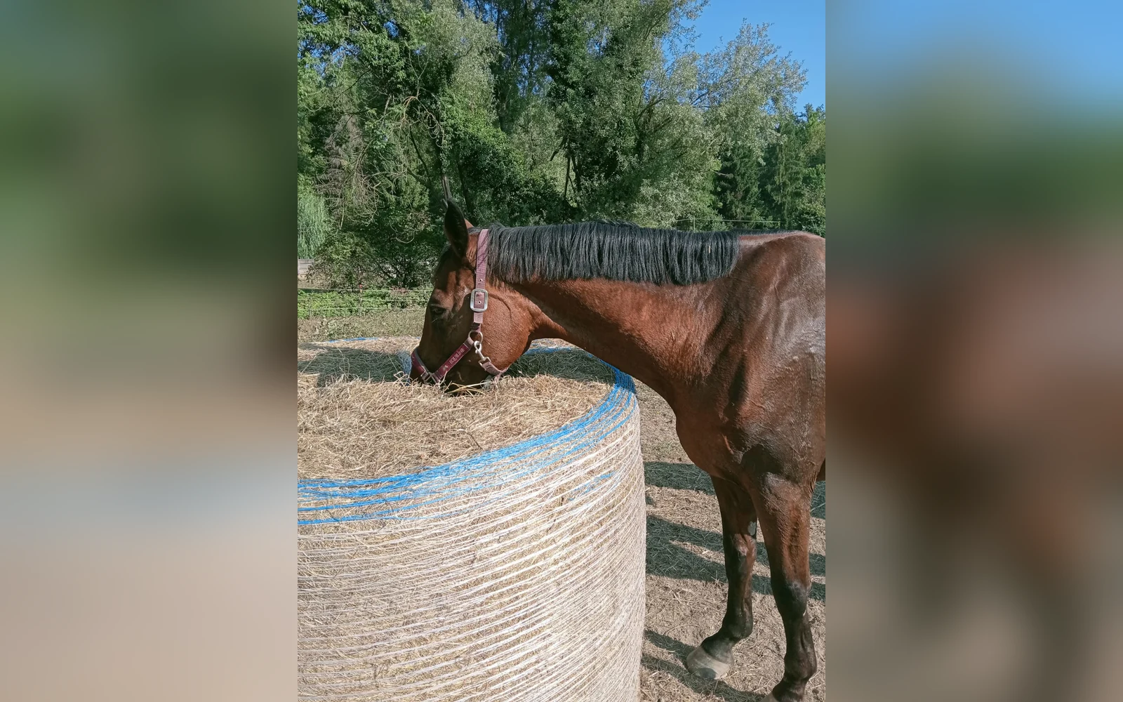 Esterni di Tenuta Beatrice, Castell'Alfero (Piemonte) (foto 84)