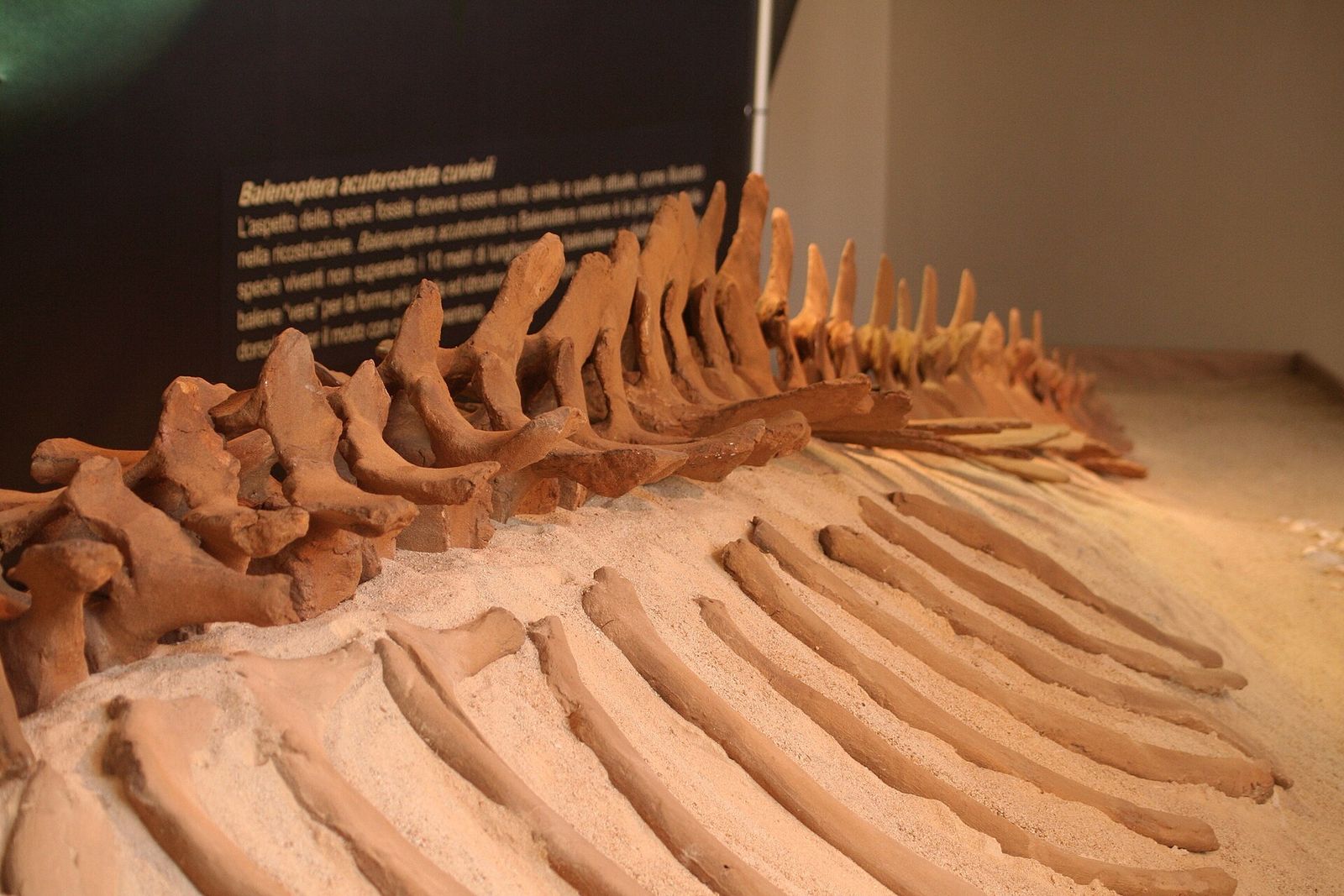 Vertebre e costole di una balena fossile esposta al Museo paleontologico territoriale dell'Astigiano, ad Asti