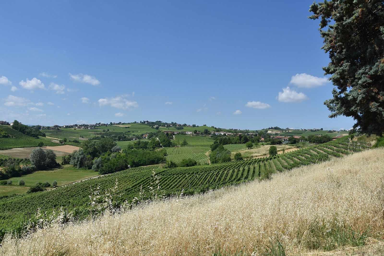 Colline coltivate a vigneto sotto un cielo estivo a Santo Stefano, frazione di Montegrosso d'Asti, con l'avena secca in primo piano