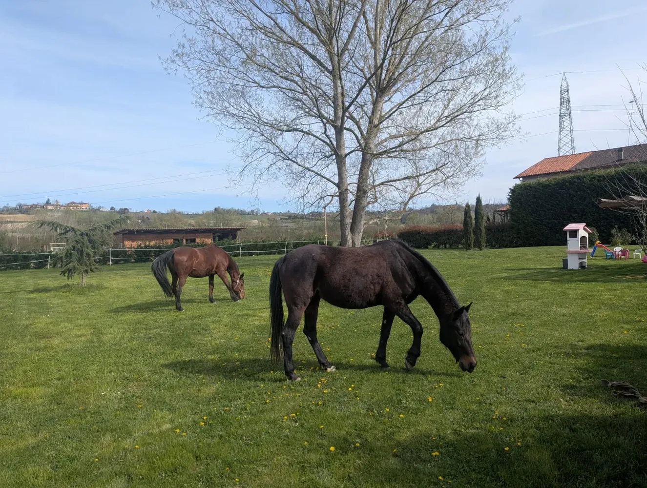 Cavalli al pascolo nel prato della tenuta