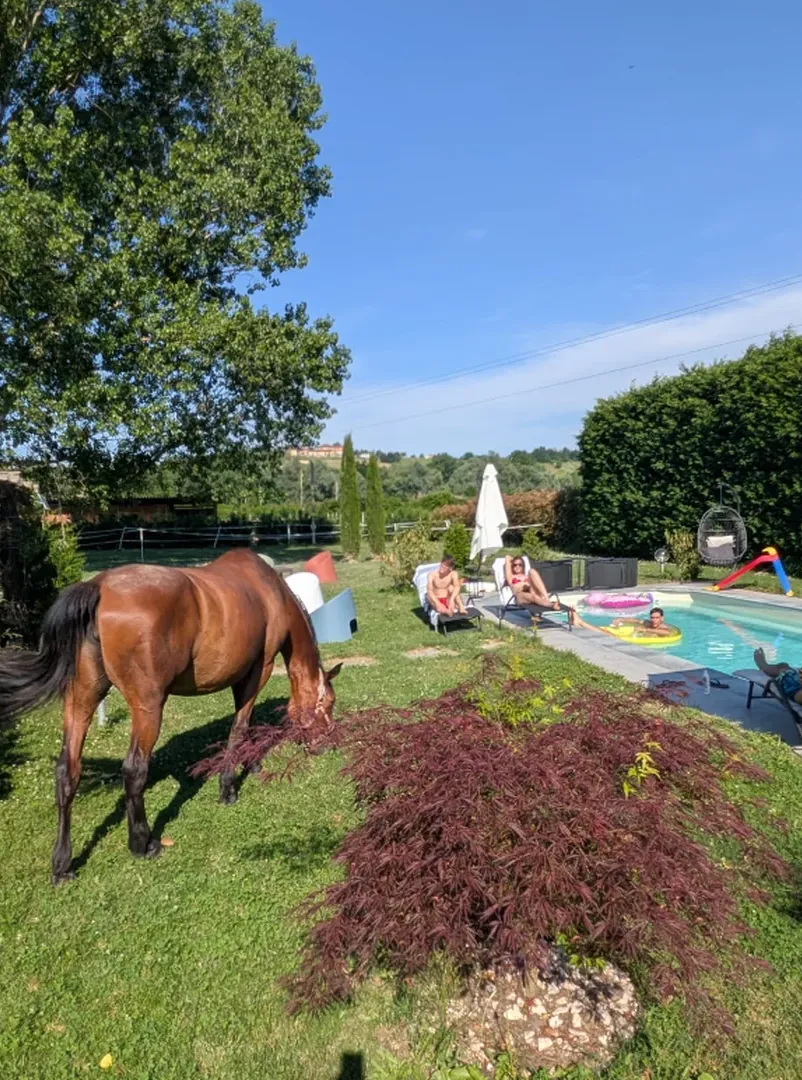 Un cavallo in giardino