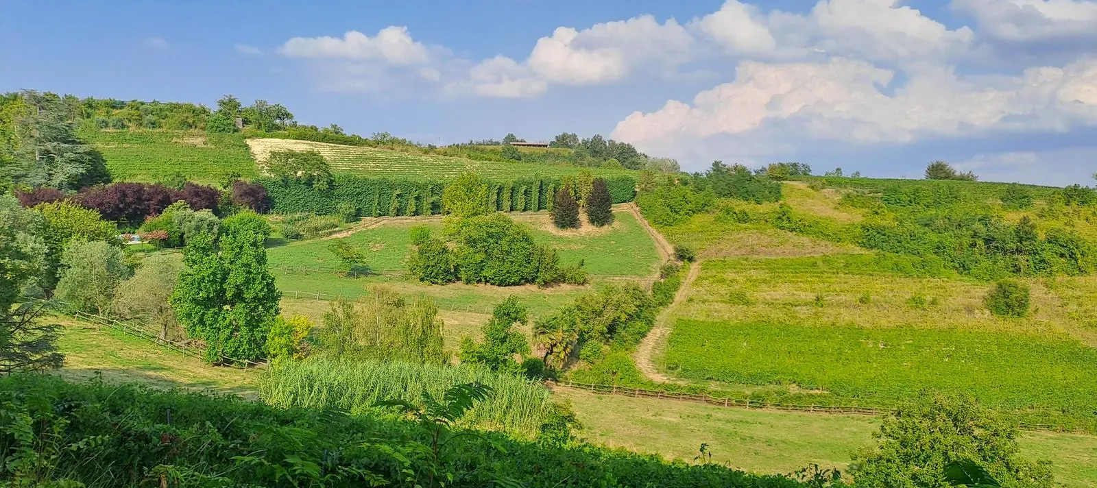 Le colline e i vigneti del Monferrato